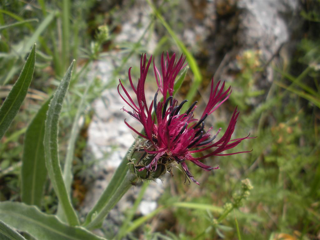 Cyanus triumfetti / Fiordaliso di Trionfetti